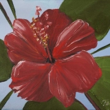 Hibiscus 10