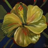 Hibiscus 11