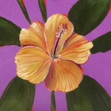 Hibiscus 2