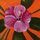 Hibiscus 4