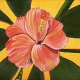 Hibiscus 5