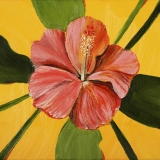 Hibiscus 6