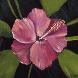 Hibiscus 7