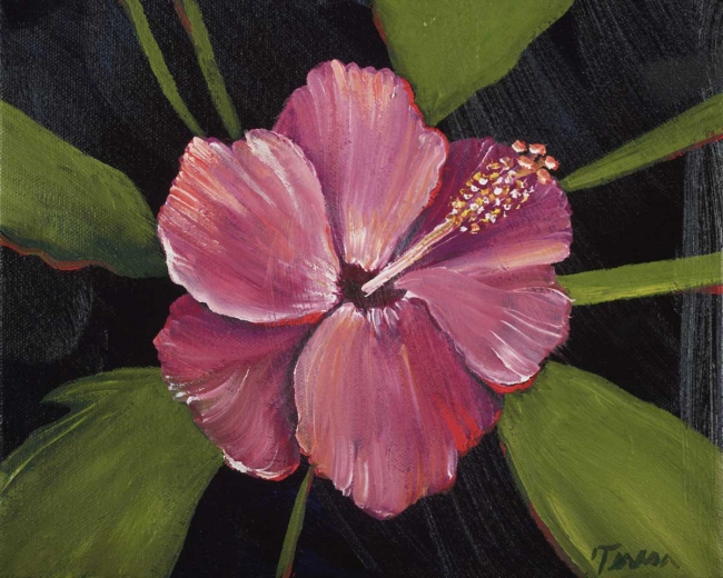 Hibiscus 7