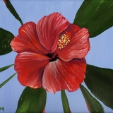 Hibiscus 8