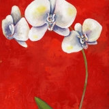 Red Orchid