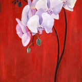 Multi Red Orchid