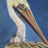 Key West Pelican