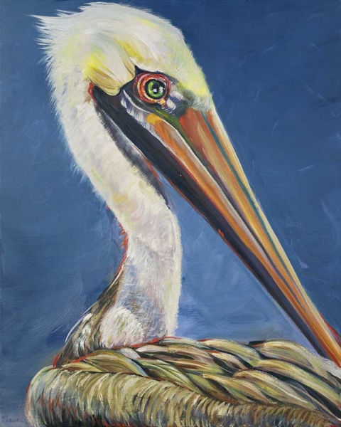 Key West Pelican