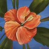 Hibiscus 9